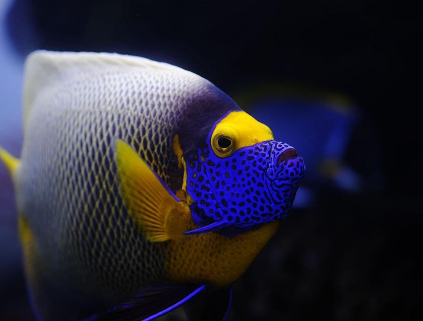 From Sharm: White Island and Ras Mohamed Snorkeling Trip - Snorkeling stops and timing: how the day stays enjoyable