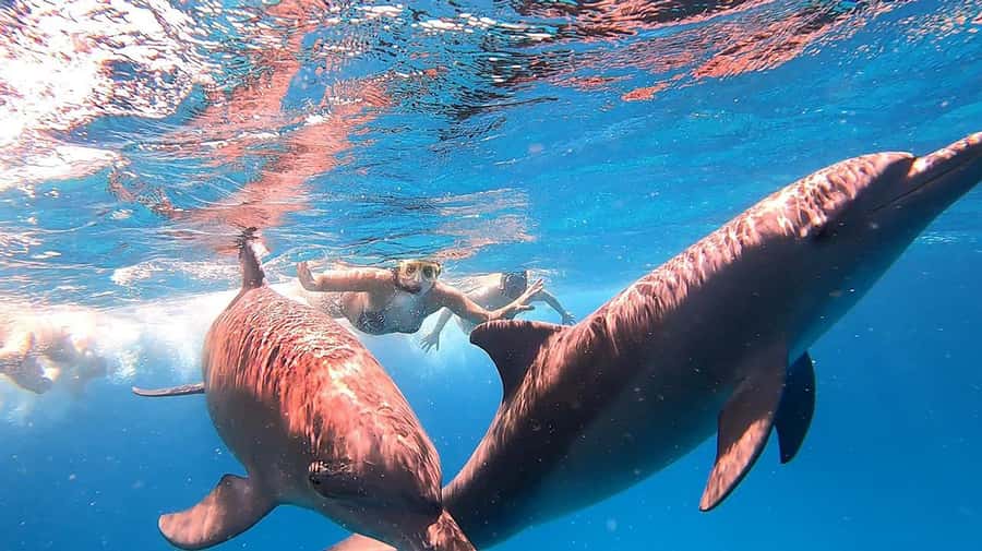 From Sharm: White Island and Ras Mohamed Snorkeling Trip - Gear, guides, and safety: what you’ll feel from minute one