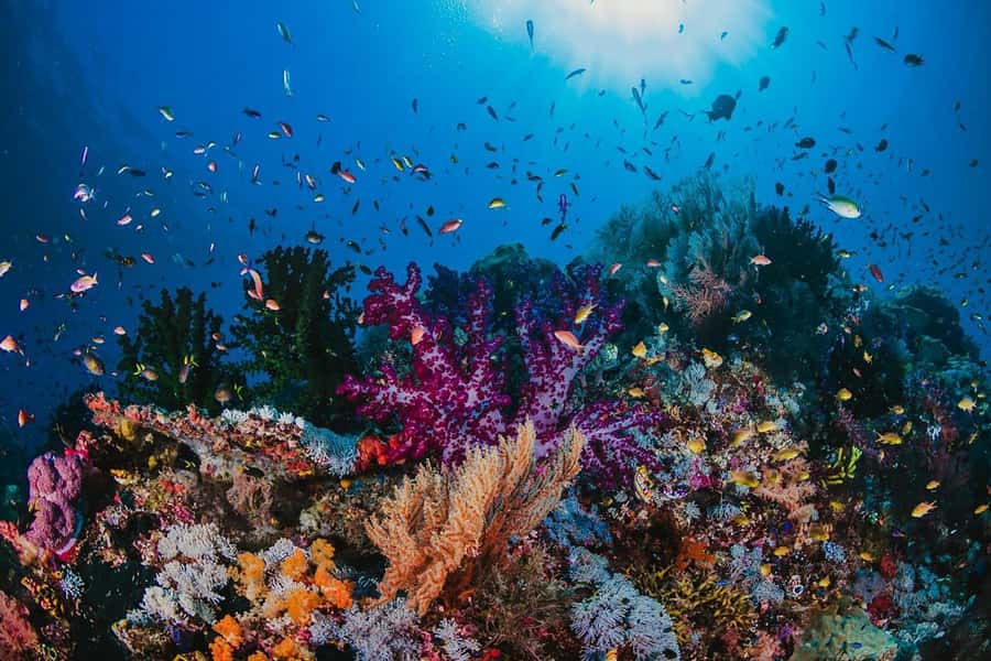 From Sharm: White Island and Ras Mohamed Snorkeling Trip - Price and value: what $29 buys you in the real world