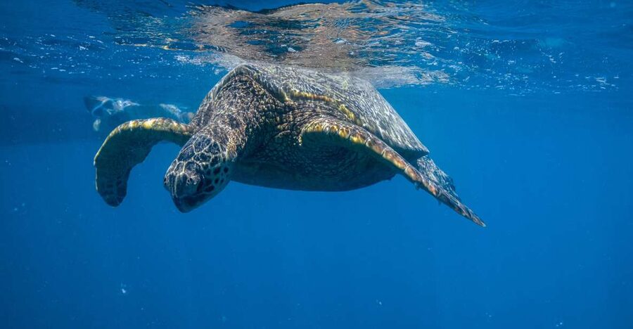 From Waikiki: Turtle Canyon Snorkeling Tour - From Island Splash to Turtle Canyon: A Tight 90-Minute Plan
