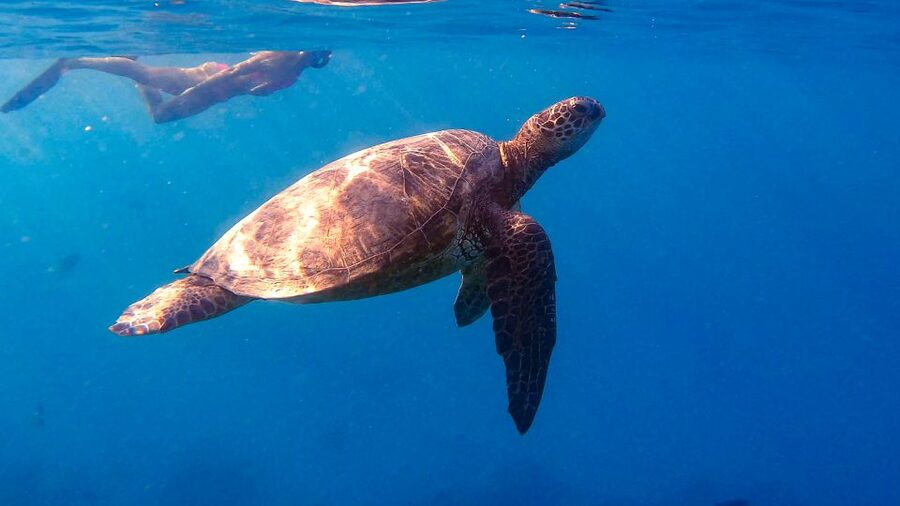 From Waikiki: Turtle Canyon Snorkeling Tour - Meet the Guides: In-Water Safety and Turtle Spacing