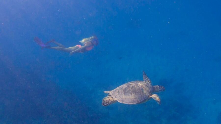 From Waikiki: Turtle Canyon Snorkeling Tour - Small-Group Reality: Why 28 People Changes Everything