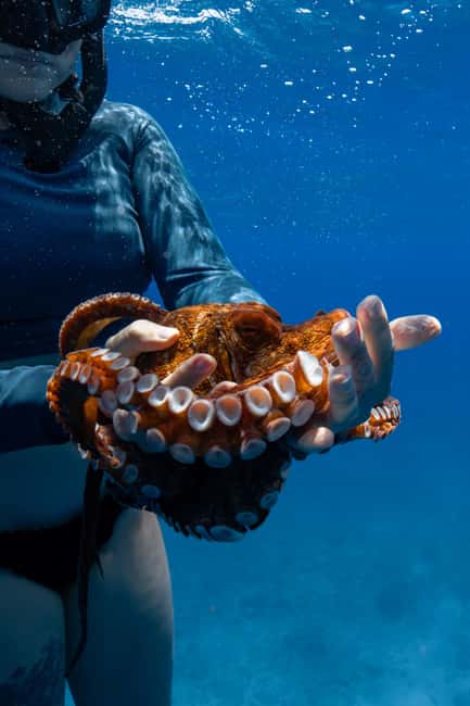 From Waikiki: Turtle Canyon Snorkeling Tour - Who Should Book, and Who Should Skip This Tour