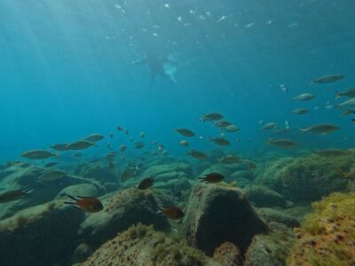 Fuerteventura: Guided Snorkeling in La Lajita with Pickup - The in-water part: what 50 minutes feels like