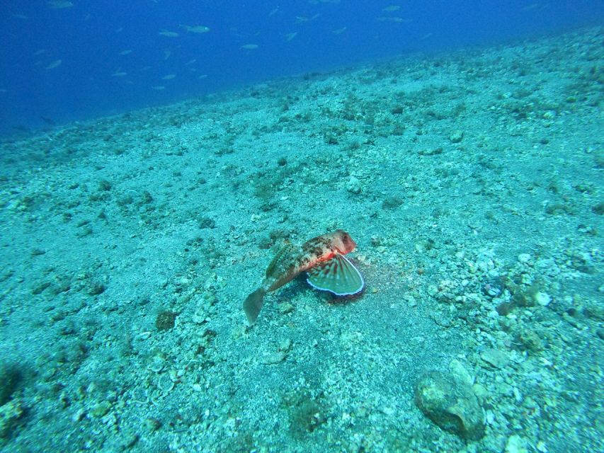 Fuerteventura: Guided Snorkeling in La Lajita with Pickup - Who this snorkeling trip suits best