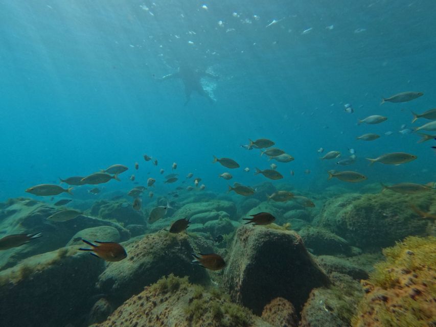 Fuerteventura: Guided Snorkeling in La Lajita with Pickup - The in-water part: what 50 minutes feels like