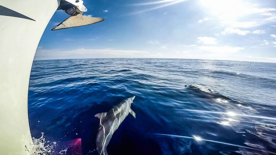 Fuerteventura: Sailing with Snorkeling and Dolphin Watching - Tapas, beer, and wine: the food part isn’t an afterthought