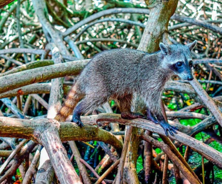Full Day Barú island: Mangrove +Snorkel + Sunset + Plankton - Key things I’d plan around