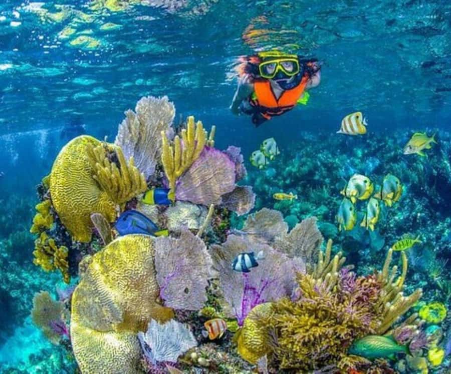 Full Day Barú island: Mangrove +Snorkel + Sunset + Plankton - Snorkeling in the turquoise Rosario waters