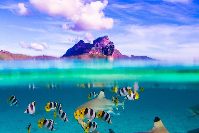 Full-Day Bora Bora Lagoon Cruise Including Snorkeling with Sharks and Stingrays - Key things that make this cruise worth your time