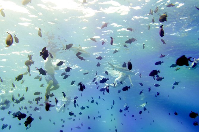 Full-Day Bora Bora Lagoon Cruise Including Snorkeling with Sharks and Stingrays - Getting On the Lagoon: Pickup, Boat Ride, and the 9:00 AM Start