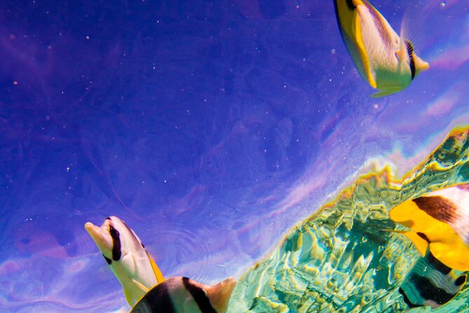 Full-Day Bora Bora Lagoon Cruise Including Snorkeling with Sharks and Stingrays - Sharks and Reef Life: Seeing Black-Tip Reef Sharks Up Close