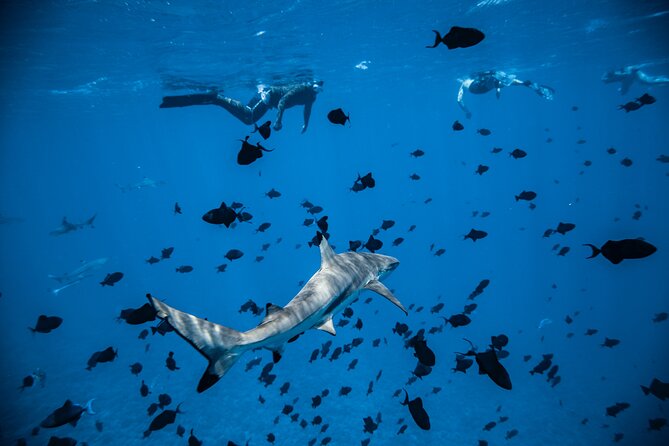 Full-Day Bora Bora Lagoon Cruise Including Snorkeling with Sharks and Stingrays - Lunch on a Private Motu: BBQ Buffet, Island Views, and Real Polynesian Hospitality
