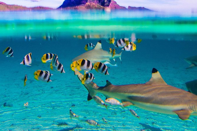 Full-Day Bora Bora Lagoon Cruise Including Snorkeling with Sharks and Stingrays - Coral Gardens First: Reef Snorkeling That Really Shows Off Bora Bora