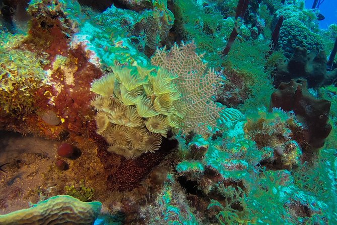 Full-Day Catalina Island Snorkeling Tour from La Romana - Getting to Catalina Island: La Romana pickup, the boat, and your first hour
