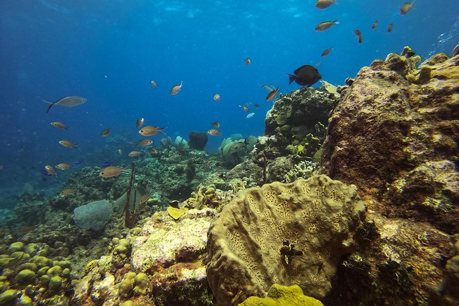 Full-Day Catalina Island Snorkeling Tour from La Romana - Snorkeling off the shoreline: a second chance, with smarter preparation
