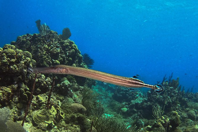 Full-Day Catalina Island Snorkeling Tour from La Romana - Value check: what you’re really paying for at $72
