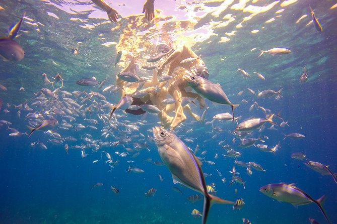Full-Day Catalina Island Snorkeling Tour from La Romana - Should you book Passion Paradise Adventures’ Catalina Island tour?