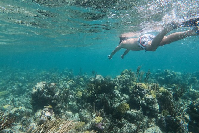 Full Day Cruise from Providenciales with Snorkeling and BBQ Lunch - Iguana Island: rock iguanas, short walking time, and a different kind of wildlife