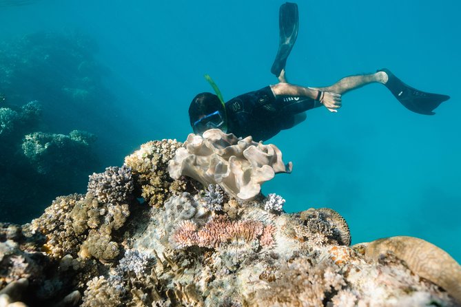 Full-Day Great Barrier Reef Snorkeling from Hamilton Island - Getting Onboard at Hamilton Island Marina (and Why It Sets the Tone)