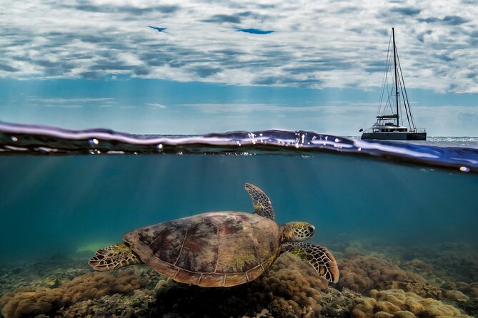 Full Day Low Isles Sailing & Snorkelling Cruise from Port Douglas - Lunch on a moving day: buffet lunch plus tea breaks