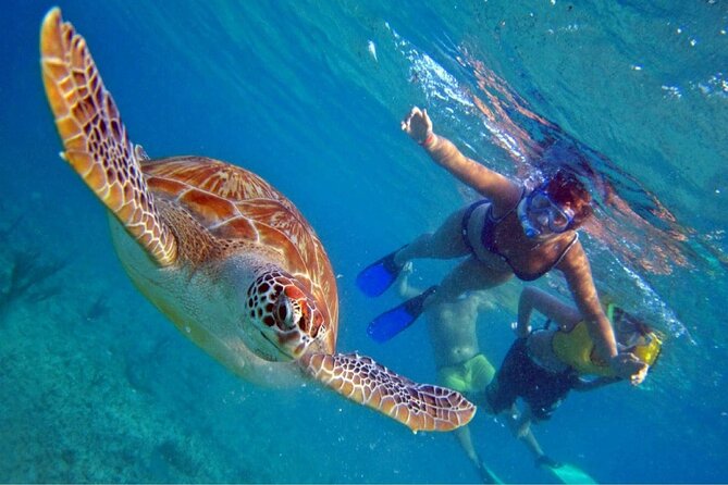 Full Day Oahu Circle Island -Turtle Beach Snorkel at North Shore - Key Highlights to Know Before You Go