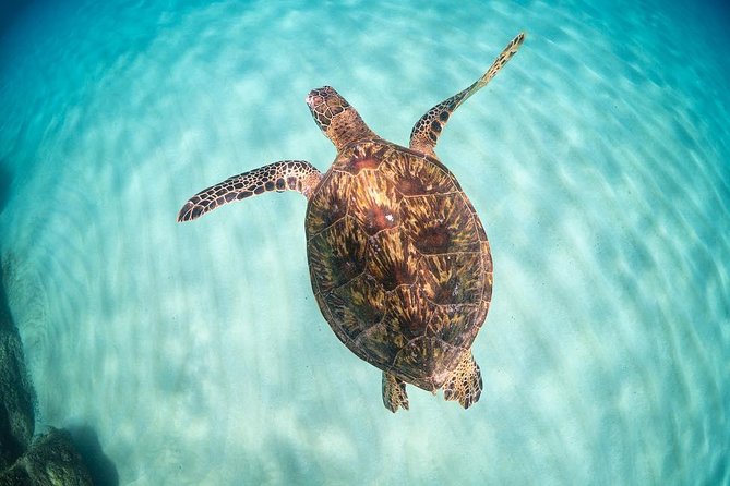 Full Day Oahu Circle Island -Turtle Beach Snorkel at North Shore - Waikiki Pickup and the 7:20am Start: The Day Runs on Island Time