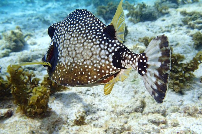 Full-Day Sailing and Snorkeling Excursion to Les Saintes - Motorized Les Saintes Village Time: houses, not long land touring