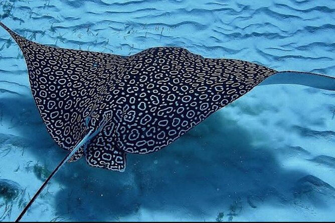 Full-Day Snorkeling Tour to Culebra Island with Lunch - Backup beach choices: same goal, different conditions
