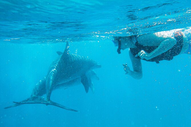 Full-Day Special Wasini Island Tour with Snorkeling and Lunch - Should you book the Wasini Island snorkeling tour?