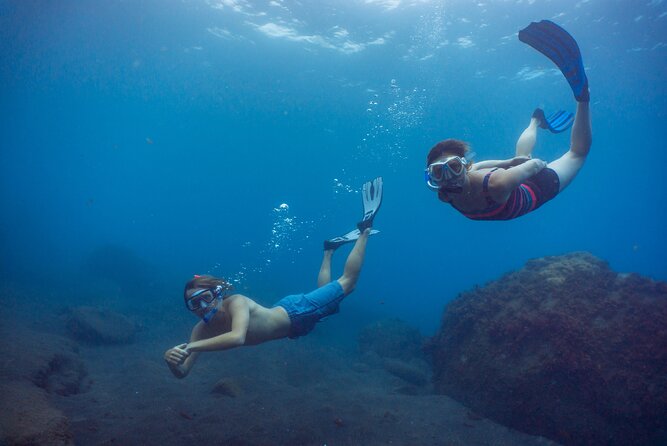 Funchal: Snorkeling Adventure in Eco-Park / Shore or by Boat - What You’ll See Underwater in Madeira’s Eco-Park