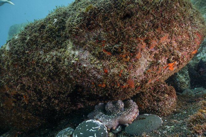 Funchal: Snorkeling Adventure in Eco-Park / Shore or by Boat - Getting In and Out Safely (Steps and a Ladder Consideration)