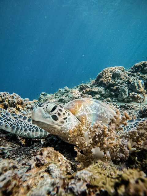 Gili Islands: Group or Private Snorkeling Tour with GoPro - The glass-bottom boat: where the ride is part of the fun
