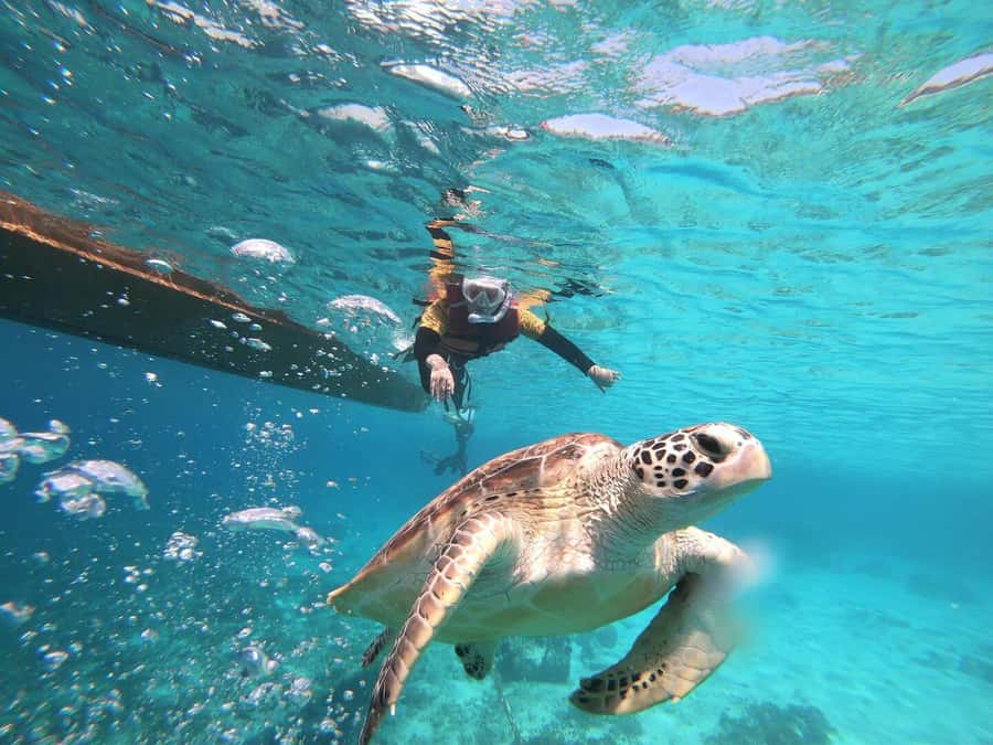 Gili Islands: Private or Shared Snorkeling Boat Trip - Choosing private vs shared: comfort, group size, and pickup