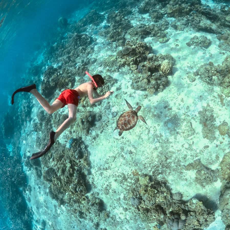 Gili Islands: Private or Shared Snorkeling Boat Trip - Price and what $14 gets you (and what it does not)