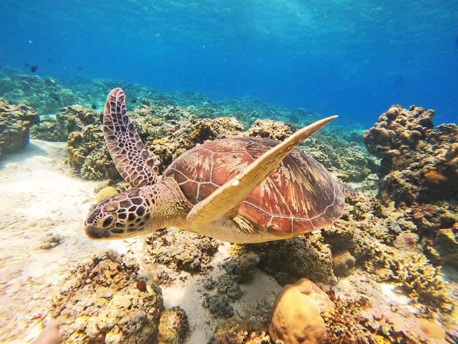 Gili Trawangan: Gili Islands Sunset Boat Tour and Snorkeling - Stop 1: Bask Nest underwater sculptures and the statue point reality check