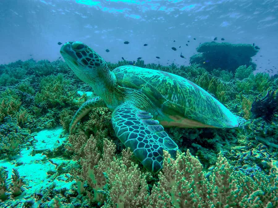 Gili Trawangan: Gili Islands Sunset Boat Tour and Snorkeling - The sunset finish from West Sunset Point: why it feels better on the water