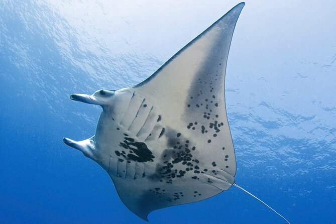 Glow of the Deep: Night Snorkeling with Manta Rays - Getting Offshore: Boat Comfort and the Kona Sunset Deck