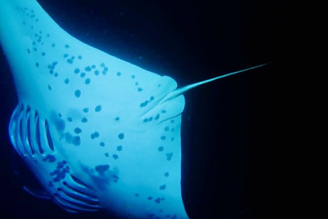 Glow of the Deep: Night Snorkeling with Manta Rays - What You’ll Learn (and Why It’s Not Just a Photo Op)