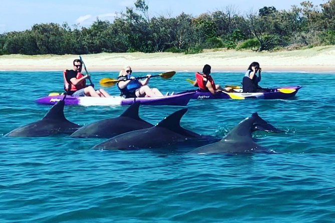 Gold Coast: Morning Kayak & Snorkel Adventure with Breakfast - Key reasons this kayak-and-snorkel tour works