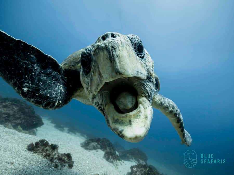 Gold Coast: Snorkel with Turtles - Quick hits: what makes this snorkel worth your time