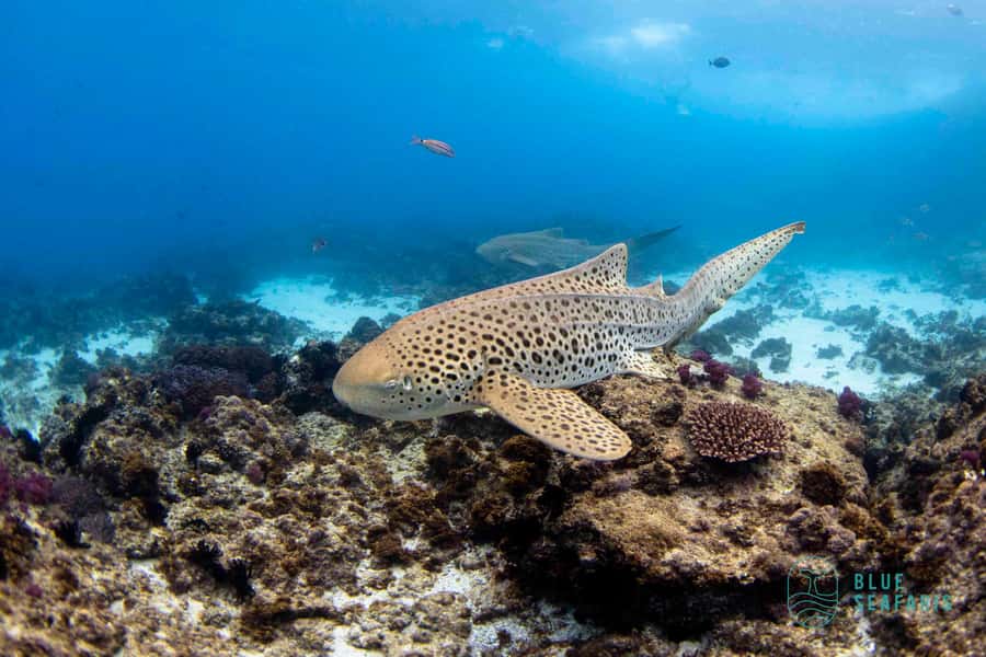 Gold Coast: Snorkel with Turtles - The boat ride on the Tweed River: wildlife spotting from the top