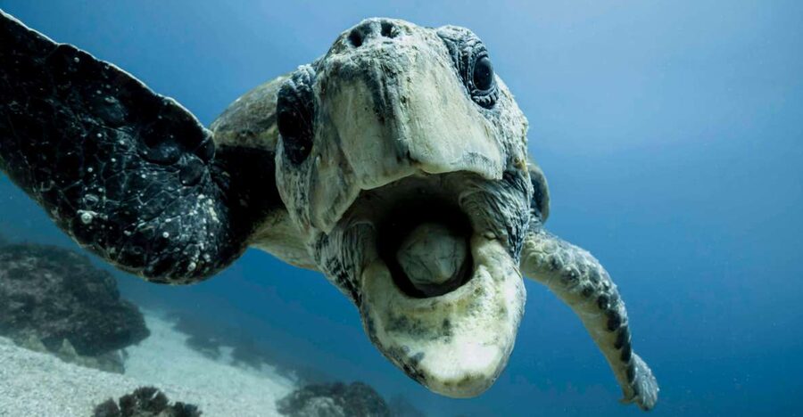 Gold Coast: Snorkel with Turtles - The marine biologist guide: what you gain besides the photos