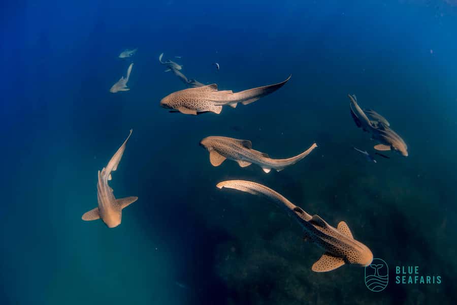 Gold Coast: Snorkel with Turtles - Sightings by season: turtles all year, whales in winter