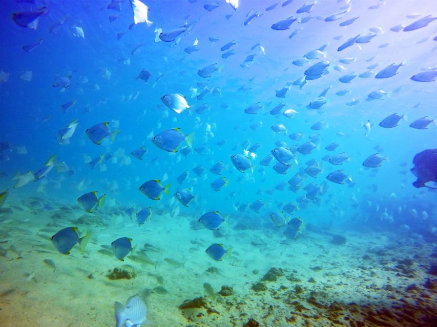 Gold Coast: Snorkelling in Wave Break Island - Boogie boards with view holes and time on the calmer beach