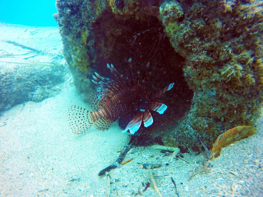 Gold Coast: Snorkelling in Wave Break Island - Equipment, instructors, and what you actually need to feel comfortable