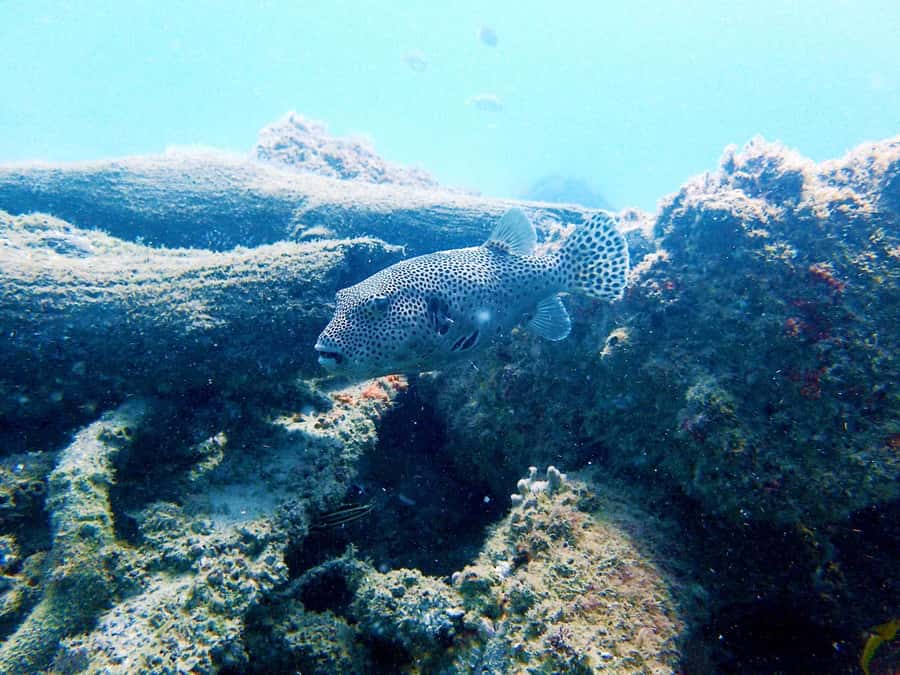 Gold Coast: Snorkelling in Wave Break Island - Price and value: Is $55 for Wave Break Island a good deal?