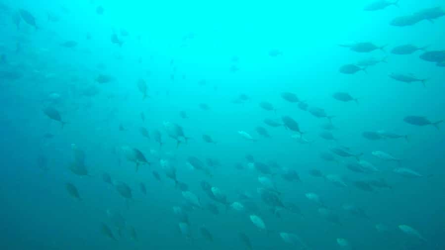 Gold Coast: Snorkelling in Wave Break Island - Real-world variables: Cold water, murky visibility, and crowding