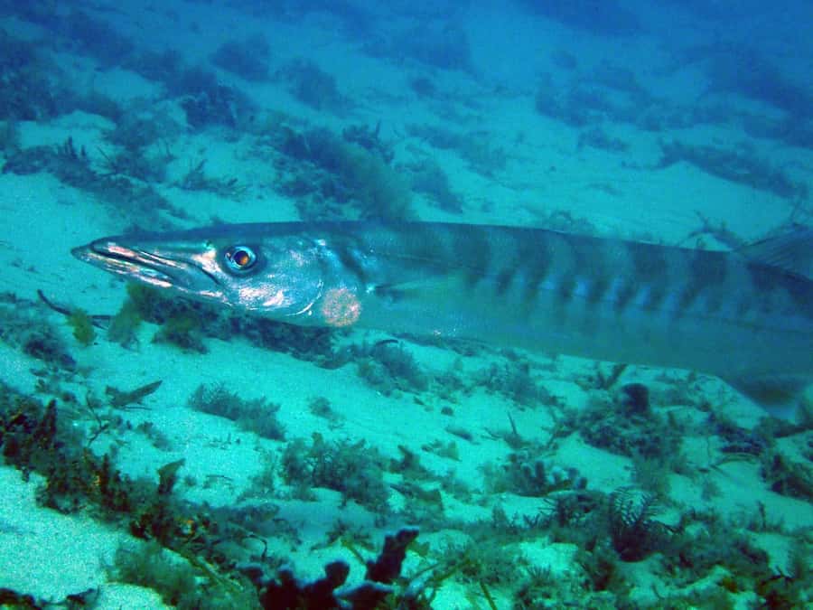 Gold Coast: Snorkelling in Wave Break Island - Who should book this Wave Break Island snorkeling tour?