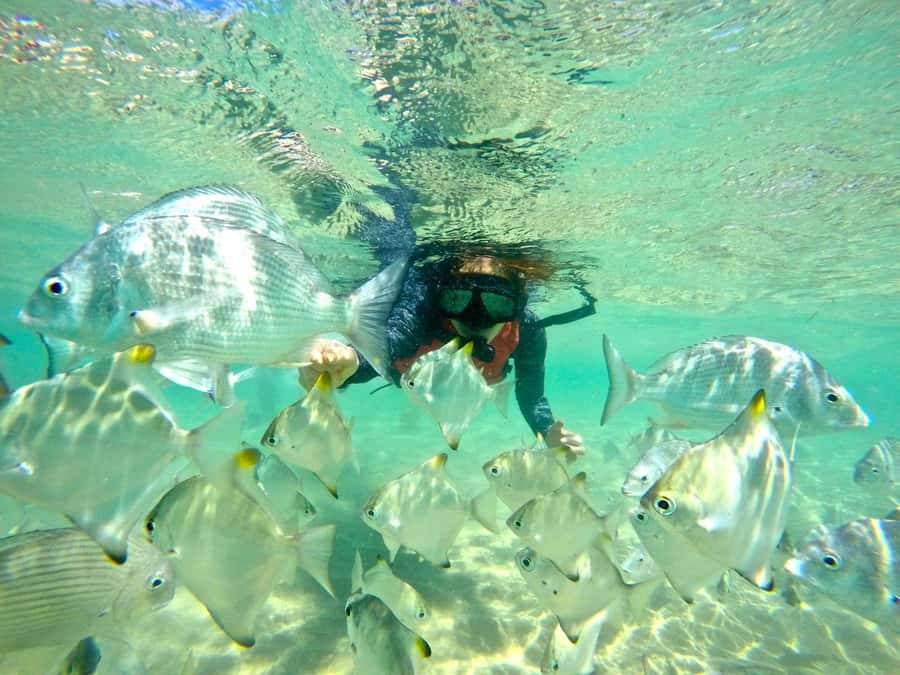 Gold Coast: Wave Break Island Kayaking & Snorkeling tour - First Launch: sandbanks, mangroves, and skyline views